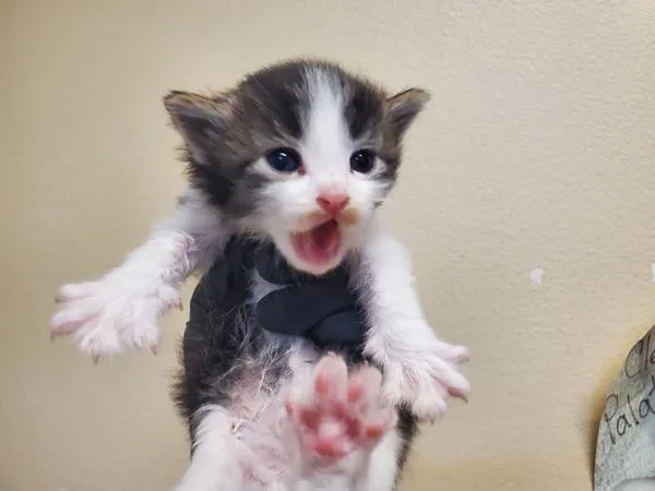 A baby medium-sized male Domestic Short Hair cat named Squelchy for adoption in El Cajon, CA