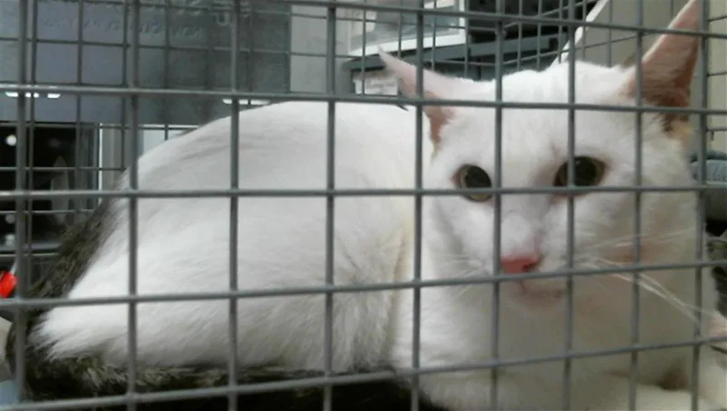 A young medium-sized male Domestic Short Hair cat named Stone for adoption in Houston, TX
