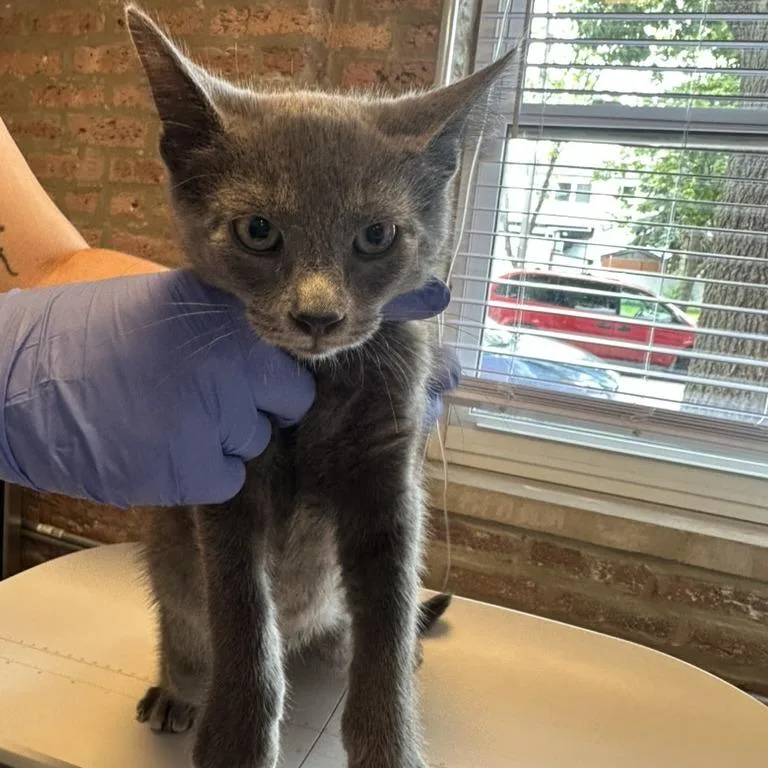 A baby small-sized male Gray / Blue / Silver Domestic Short Hair cat named George for adoption in Forest Park, IL