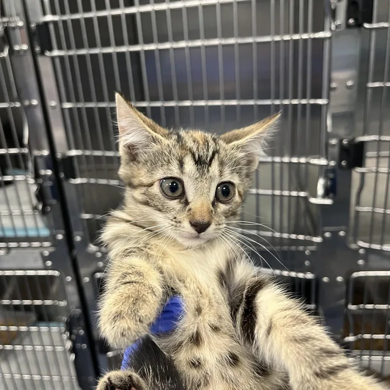 A baby small-sized female Domestic Short Hair cat named Boom for adoption in Greensboro, NC