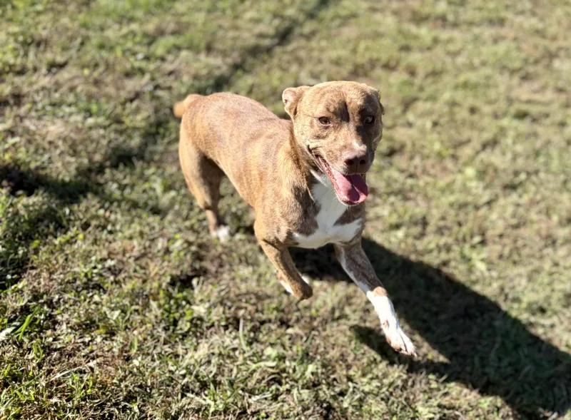 A young medium-sized female Red / Chestnut / Orange Mixed Breed dog named Pebbles for adoption in Pomeroy, OH