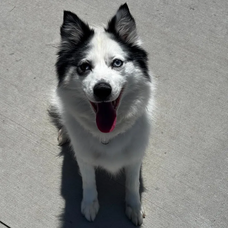 An adult small-sized female White / Cream Australian Shepherd dog named Chi for adoption in Matteson, IL