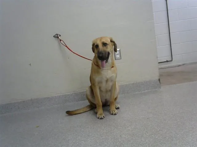 A young large-sized female German Shepherd Dog dog named Eve for adoption in Pasadena, TX