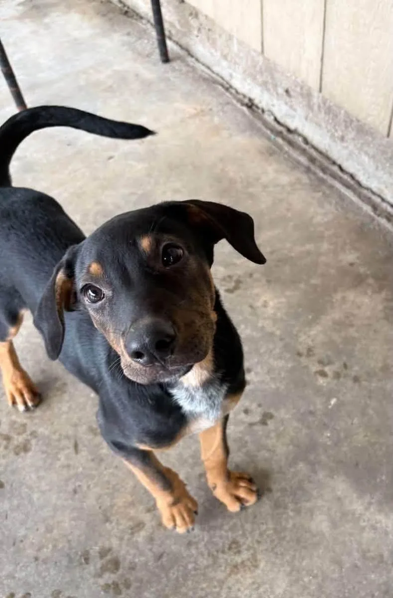 A baby small-sized male Black Mixed Breed dog named Pumba for adoption in Hamden, CT