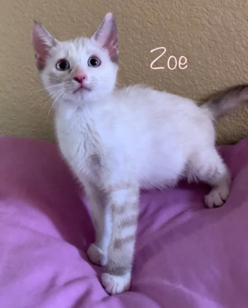 A baby medium-sized female Calico Siamese cat named Zoe for adoption in Dixon, CA