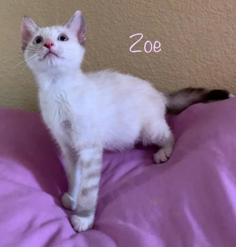 Zoe thumbnail 2