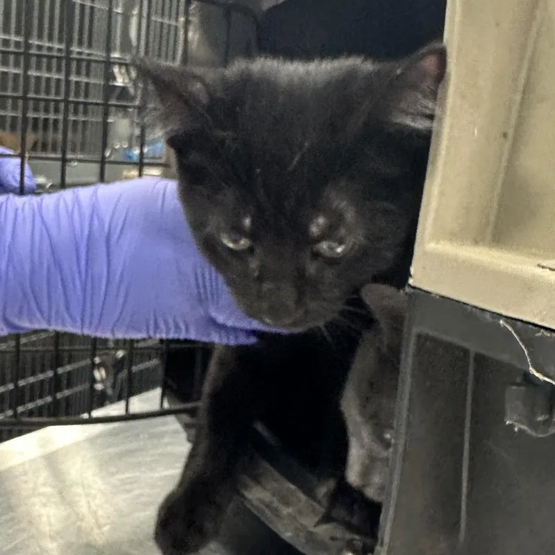 A baby medium-sized male Black Domestic Short Hair cat named Gordon Ramsay for adoption in Greensboro, NC