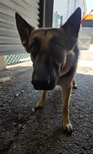 A young large-sized male German Shepherd Dog dog named Georgios for adoption in San Bernardino, CA