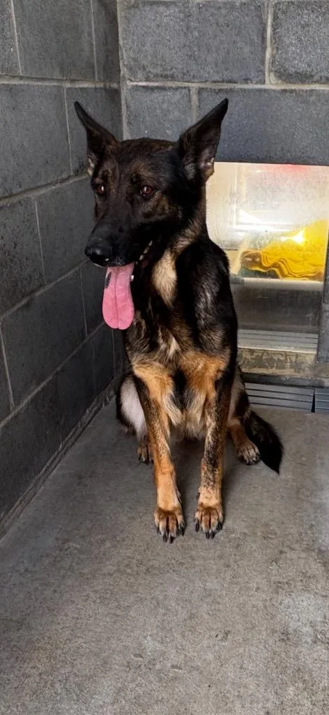 A young medium-sized female Mixed Breed dog named Tater Tot for adoption in Shelbyville, TN