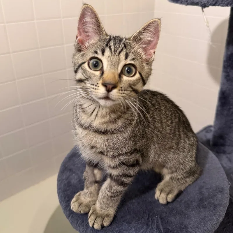 A baby small-sized female Brown / Chocolate Domestic Short Hair cat named Charlie for adoption in Gibsonia, PA