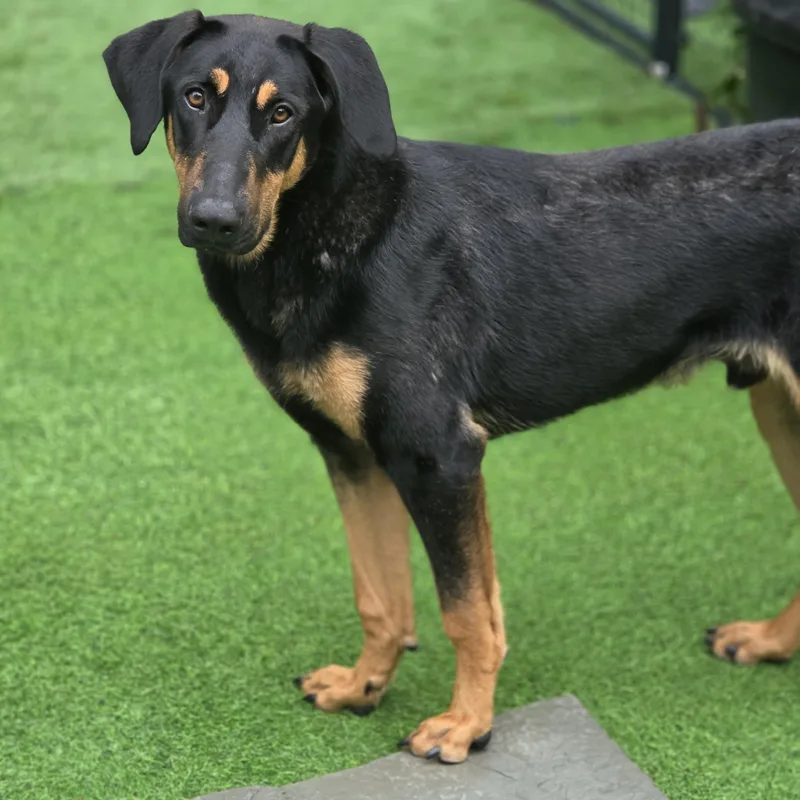 A young large-sized male Black Doberman Pinscher dog named Herman for adoption in Blairstown, NJ
