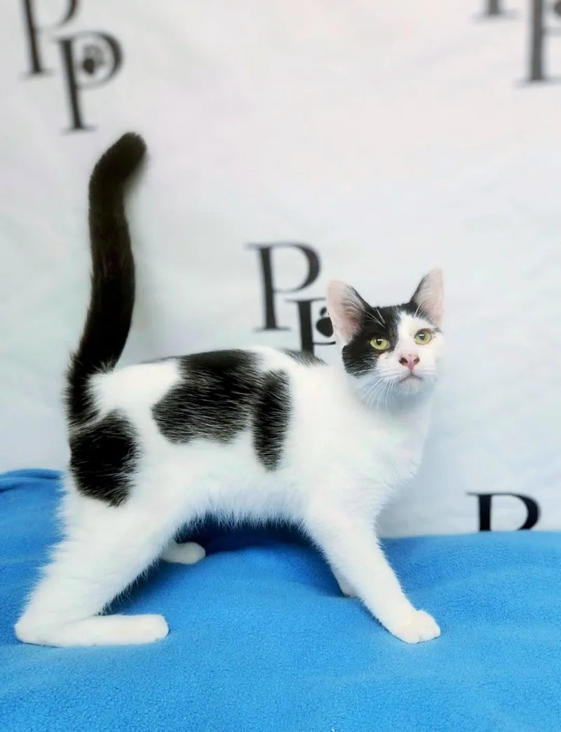 A young medium-sized male Domestic Short Hair cat named Rio for adoption in Social Circle, GA