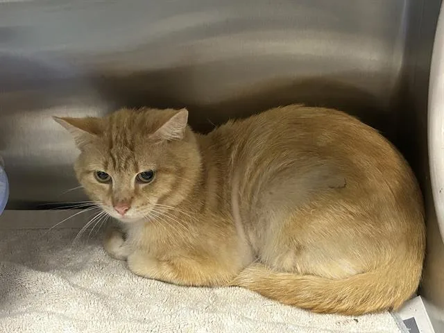 An adult small-sized male Domestic Short Hair cat named Foose for adoption in Ocala, FL