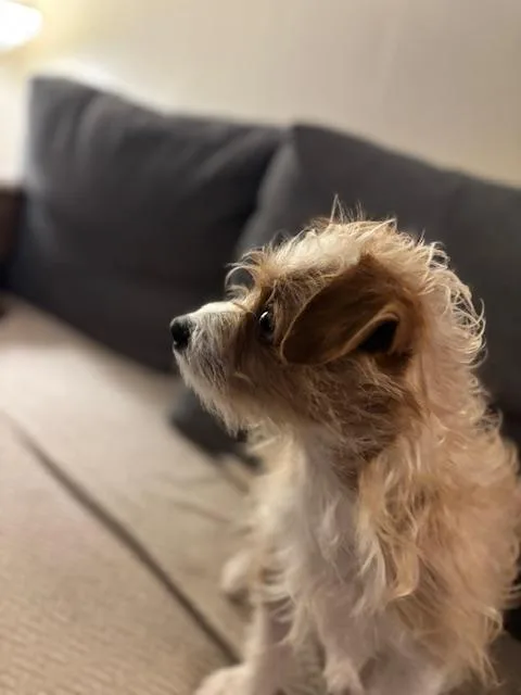 An adult small-sized male Norfolk Terrier dog named Bubbles for adoption in Corsicana, TX