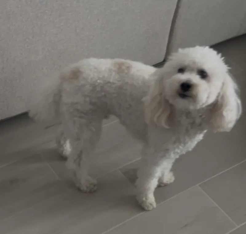 A young small-sized male White / Cream Miniature Poodle dog named Beaux for adoption in Boca Raton, FL