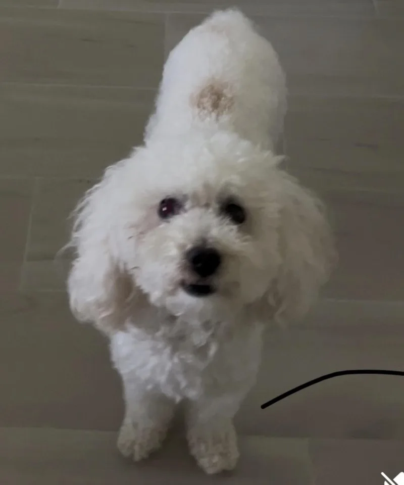 Beaux thumbnail 2