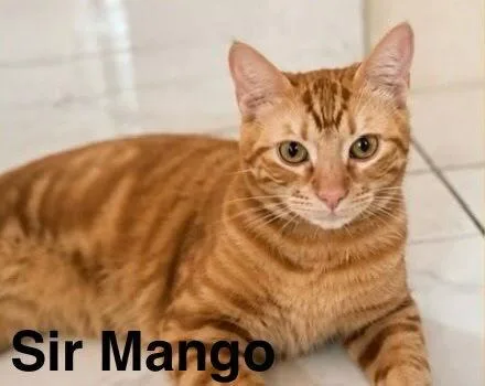 An adult medium-sized male Domestic Short Hair cat named Sir Mango for adoption in Dallas, TX