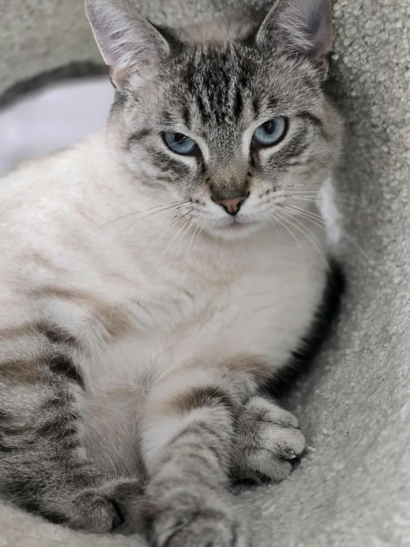 A young medium-sized male Tabby (Gray / Blue / Silver) Siamese cat named Sheldon for adoption in Greensburg, PA