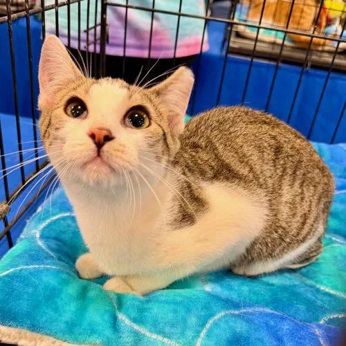 A baby small-sized female Tabby (Leopard / Spotted) Domestic Short Hair cat named Sunny Jo for adoption in Knoxville, TN