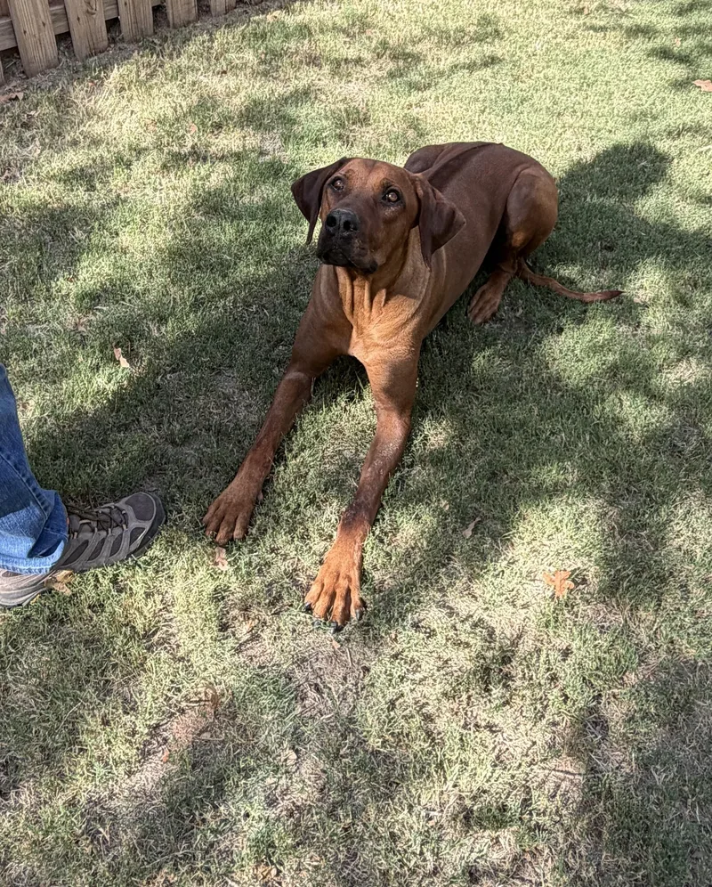 Axel