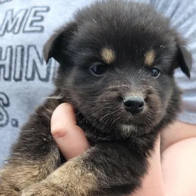 A baby small-sized male Black Mixed Breed dog named Crockpot for adoption in Buffalo, MN
