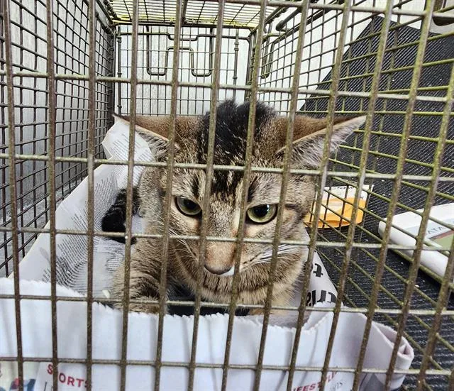 A young medium-sized female Domestic Short Hair cat named Mommas for adoption in San Antonio, TX