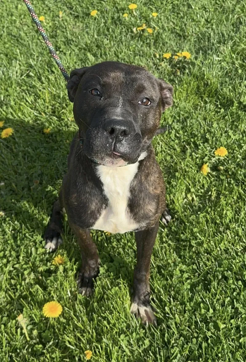 An adult medium-sized male Brindle Mixed Breed dog named Guiness for adoption in Cortland, OH