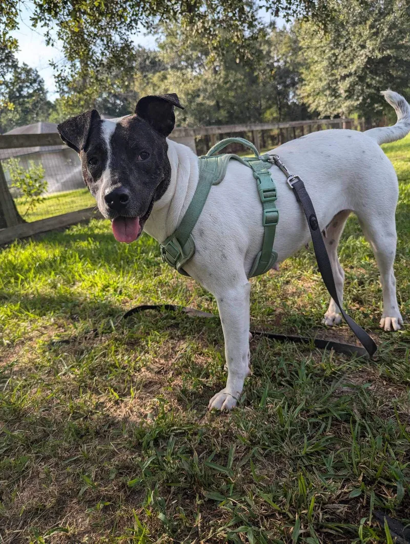 A young medium-sized female Brindle American Staffordshire Terrier dog named Petal for adoption in Tomball, TX