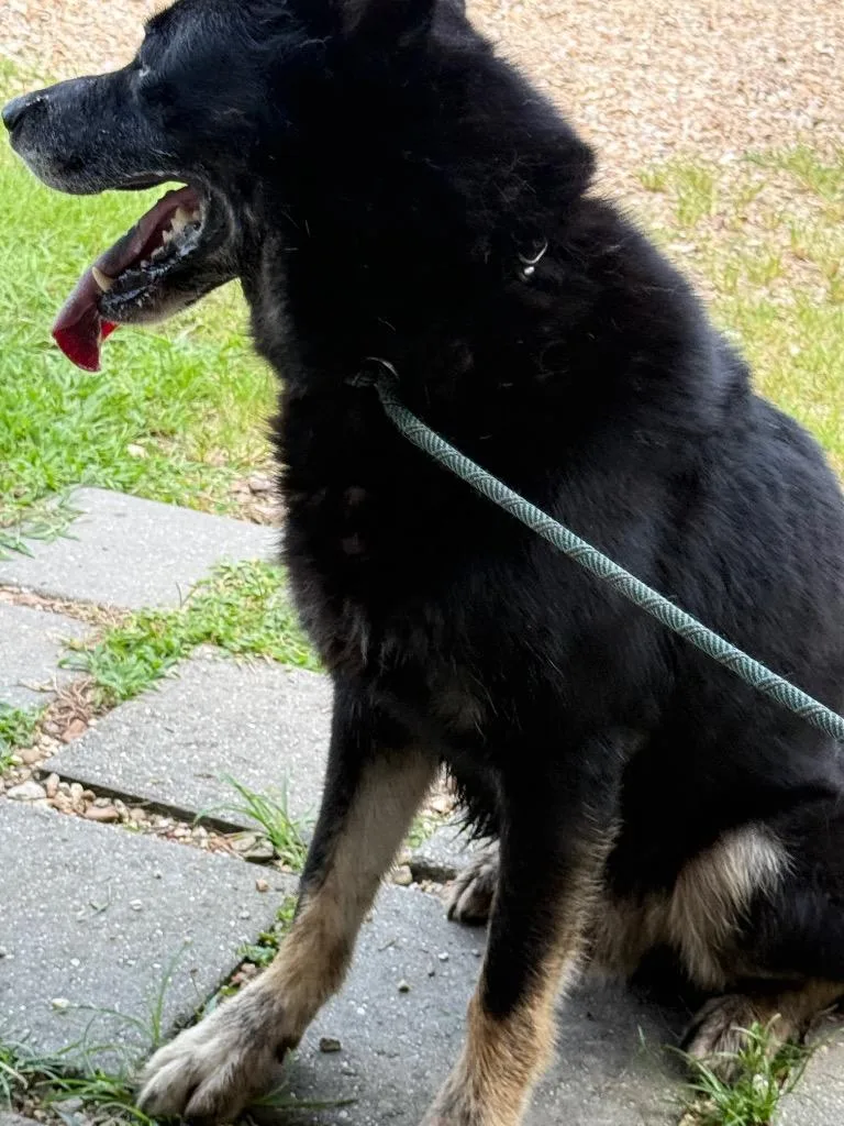 A young large-sized male Husky dog named Gambler for adoption in Saint Francisville, LA