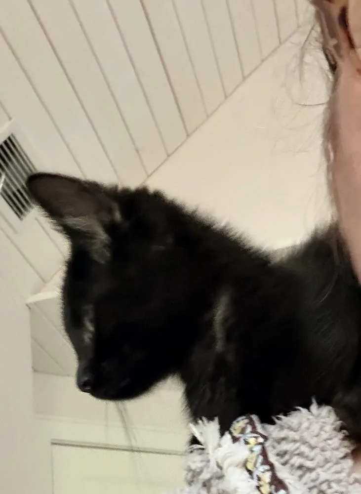 A baby small-sized female Black Domestic Short Hair cat named Spiderweb:  Suntiger for adoption in Warren, CT