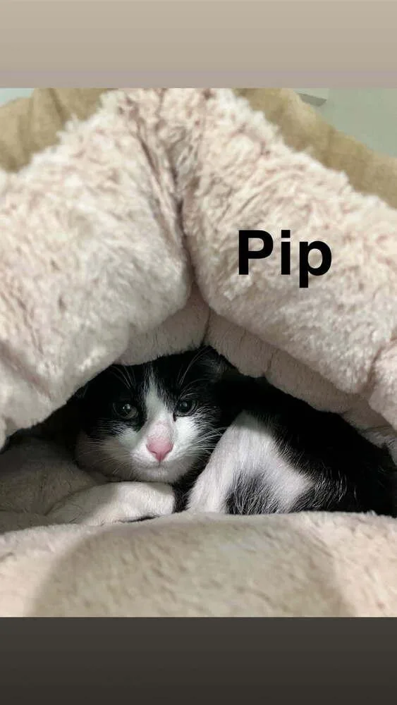 Pippa thumbnail 3