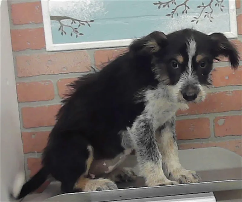 A baby small-sized female Australian Cattle Dog / Blue Heeler dog named Luna for adoption in Houston, TX
