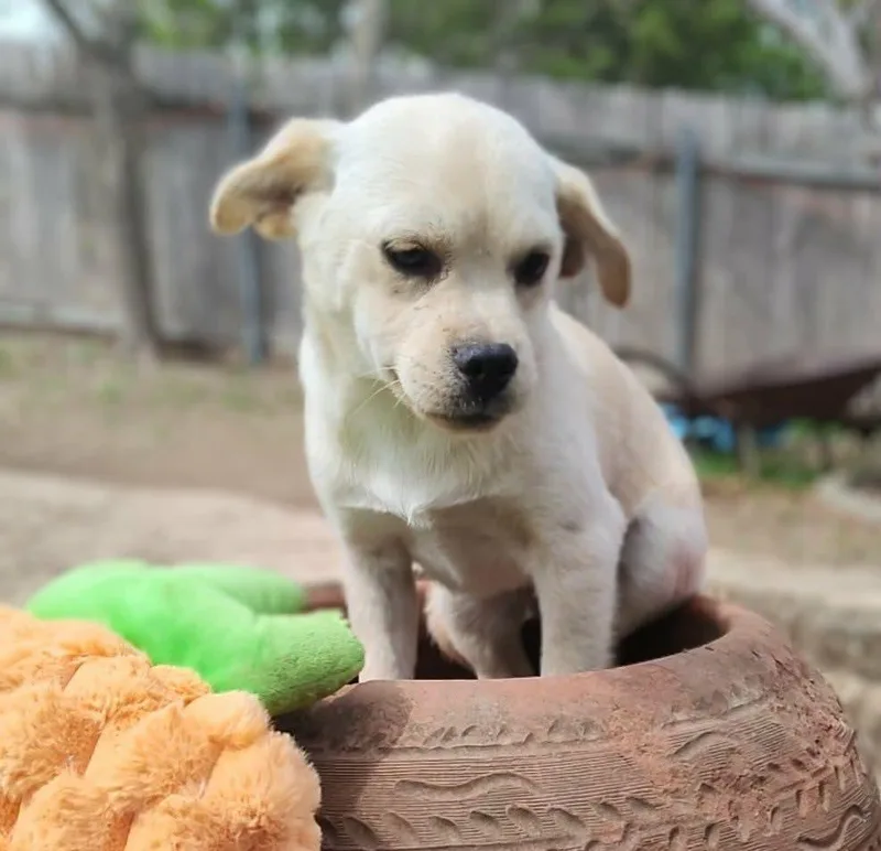 A baby small-sized male Yellow / Tan / Blond / Fawn Pug dog named Concho for adoption in Boerne, TX