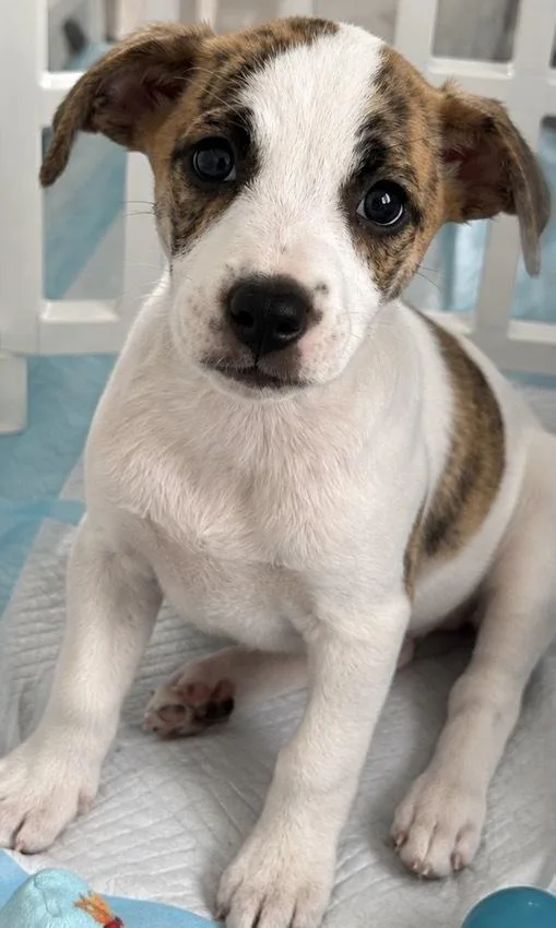 A baby medium-sized female Mixed Breed dog named Sweetie Belle for adoption in Clinton Township, MI