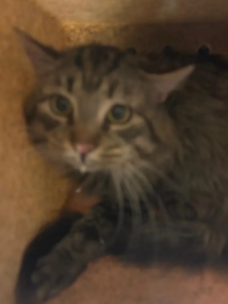 A young medium-sized male Domestic Long Hair cat named Mink for adoption in Douglasville, GA