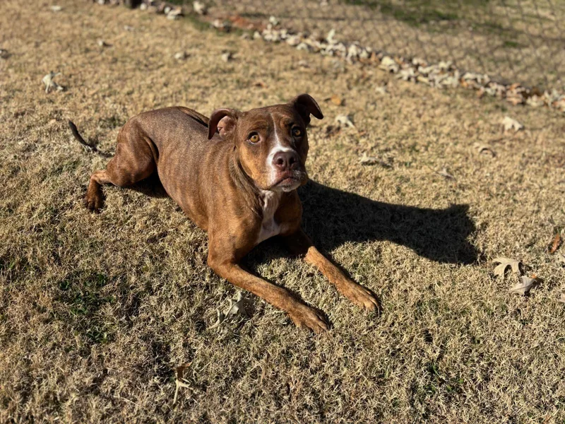 An adult large-sized female Boxer dog named Sophie for adoption in Appling, GA