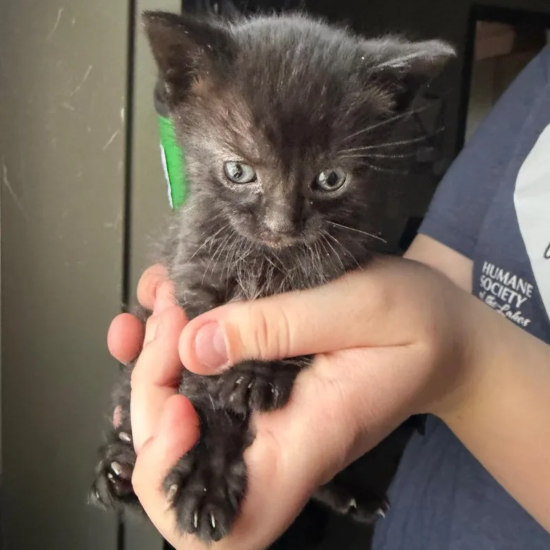 A baby small-sized male Black Domestic Short Hair cat named Dorian for adoption in Detroit Lakes, MN