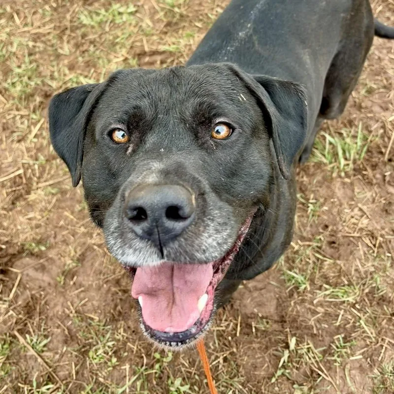 An adult large-sized male Black Labrador Retriever dog named Bullet Bill for adoption in York, PA