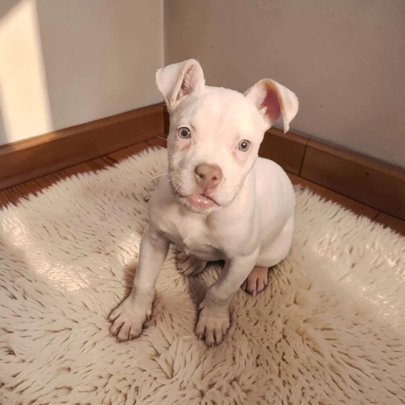 A baby medium-sized female White / Cream American Bulldog dog named Powder for adoption in Mobile , AL