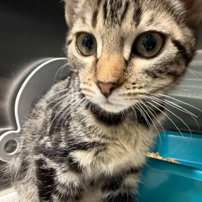 A baby small-sized male Brown / Chocolate Domestic Short Hair cat named Rowdy for adoption in Lakeland, FL