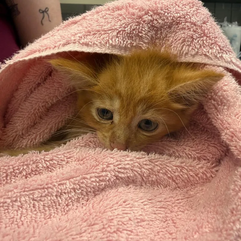 A baby small-sized male Orange / Red Domestic Short Hair cat named Llama Llama Red Pajama for adoption in West Olive, MI