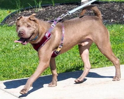 A young large-sized male Shar-Pei dog named Blue for adoption in West Seneca, NY