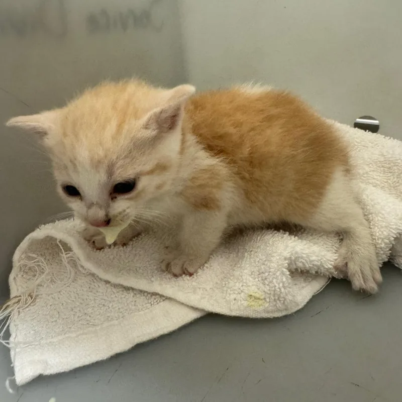 A baby small-sized male Orange / Red Domestic Short Hair cat named Beatboxing Bobbie for adoption in Columbus, GA