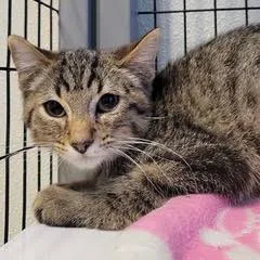 A baby medium-sized female Tabby (Brown / Chocolate) Tabby cat named Harper for adoption in Green Valley, AZ
