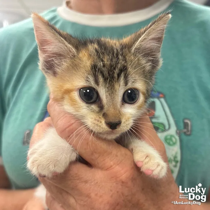 A baby medium-sized female Domestic Short Hair cat named Harlow for adoption in Washington, DC