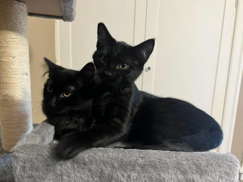 A baby small-sized female Domestic Short Hair cat named Sabrina for adoption in Portland, OR