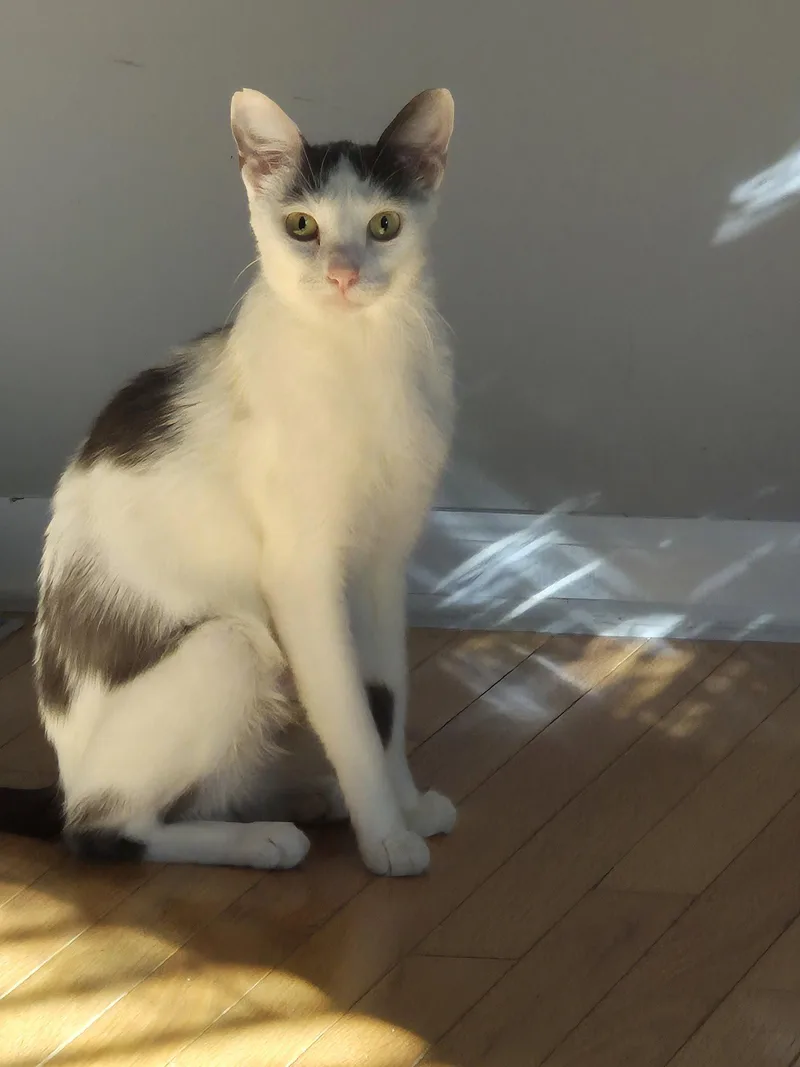 An adult medium-sized female Black & White / Tuxedo Domestic Short Hair cat named Dairy Queen for adoption in Wheaton, IL
