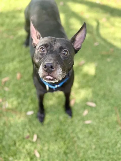An adult medium-sized female Pit Bull Terrier dog named Lulu for adoption in Daytona Beach, FL