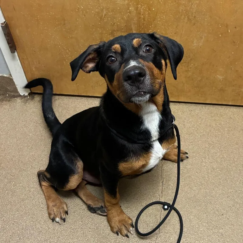 A young medium-sized male Black Mixed Breed dog named Amadeus for adoption in Chattanooga, TN