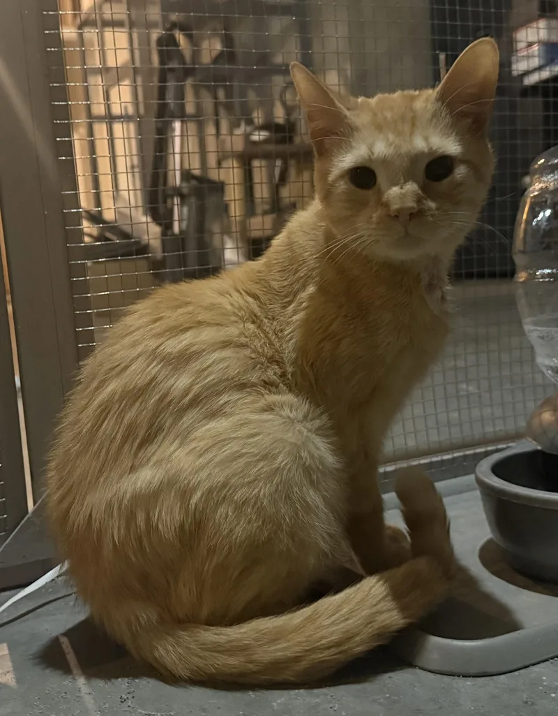 An adult medium-sized male Domestic Short Hair cat named Cheeto for adoption in CANONSBURG, PA